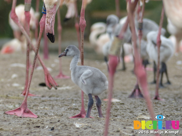 FZ029861 Greater flamingo chick (Phoenicopterus roseus)